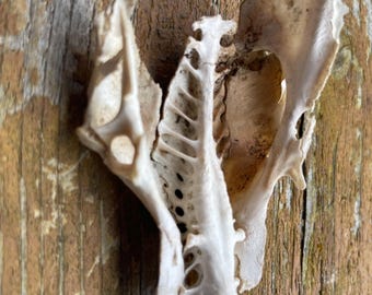 Bird Pelvis Sternum Bones Natural Small
