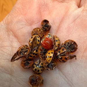 May include: A set of three ceramic mugs with a speckled, matte finish. The mugs are in shades of cream, light gray, and dark gray. Each mug has a simple, minimalist design, perfect for coffee or tea.