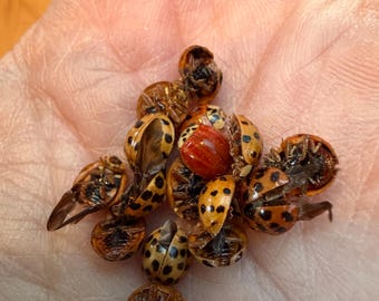 10 dried real ladybugs Asian beetles pinning crafting resin