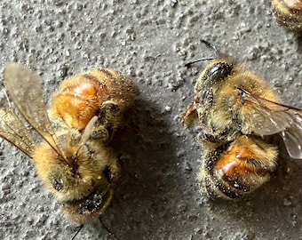 4 Honey Bees Dried Bug pinning resin jewelry