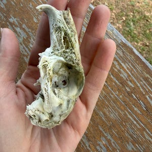 Teschio con denti in osso naturale di coniglio opossum piccolo animale