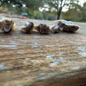 Puede incluir: Primer plano de cinco objetos pequeños y claros con marcas marrón oscuro, posiblemente dientes o fósiles, dispuestos sobre una superficie de madera envejecida. Los objetos varían en tamaño y forma, con una apariencia natural y orgánica.