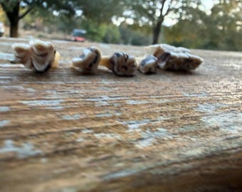 Small Animal Teeth 5 piece lot natural bones jaw bone