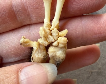 Pie y pierna de zarigüeya, un dedo con uña, pelo, huesos de animales naturales