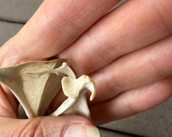 2 small animal bones Scapula Shoulder Blade Possum matching natural miscellaneous