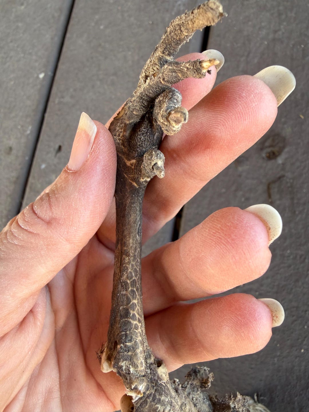 Mummified Chicken Foot and 2 Legs Bones Animal Bones Natural - Etsy