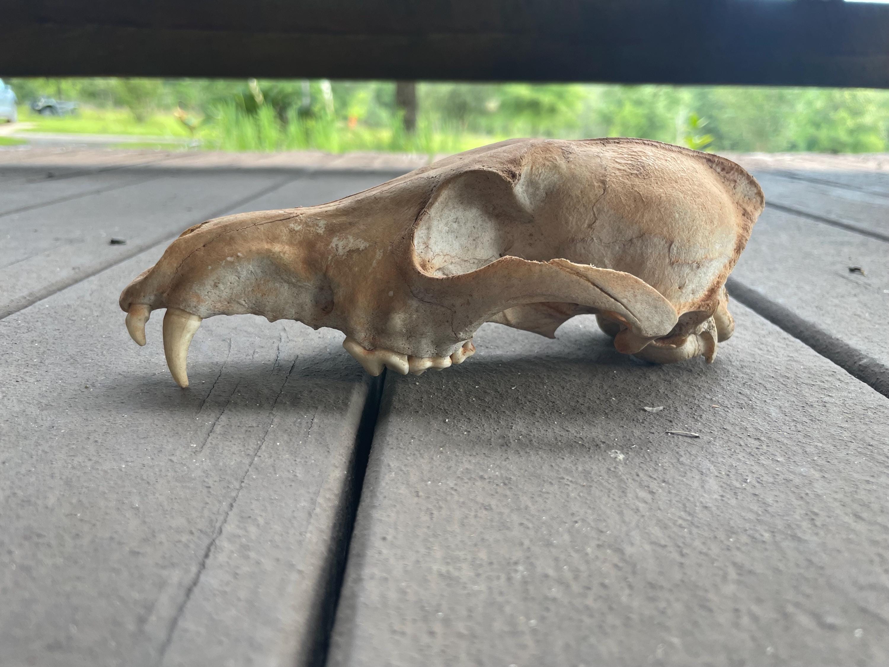 Skull Possible Coyote with some teeth intact