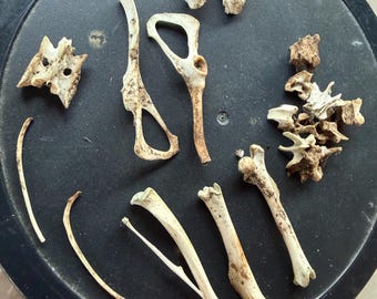 Lot of 20 total Bones - small bones from a large rat - natural animal specimen