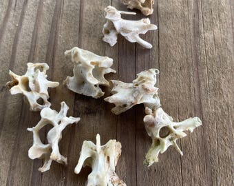 lot of 5 small animal vertebrae back bones natural