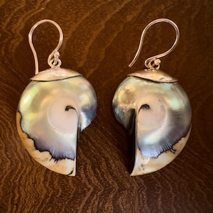 Op de afbeelding: Een paar nautilusschelp oorbellen met zilveren oorhaken. De iriserende schelpen tonen wit, blauw en goud. De oorbellen hebben een gepolijste afwerking. De achtergrond is een donkere houtnerf.