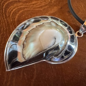 Op de afbeelding: Een hanger met een nautilusschelp in een zilveren setting, aan een zwart koord. De schelp toont iriserende kleuren, waaronder wit, zwart en glanzende tinten. Een uniek sieraad.