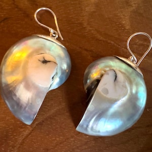 Könnte beinhalten: Ein Paar schillernde Nautilus-Muschel-Ohrringe. Die Ohrringe haben einen Silberhaken und eine polierte, perlmuttartige Oberfläche mit Andeutungen von Blau, Gold und Weiß. Die Muscheln sind so geschnitten, dass die Innenkammern sichtbar werden.