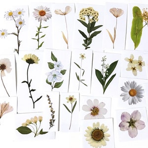 25 autocollants transparents fleurs blanches pressées, autocollant floral en PVC, scrapbooking, autocollant faune flore, plantes médicinales, marguerite, marguerite, fleuriste