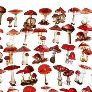 40 Stück rote Pilze, klare Aufkleber, Pilzaufkleber, Journal, Journal Ephemera, Wald, Waldland, Gnome, Knopfpilze, Polka Dots
