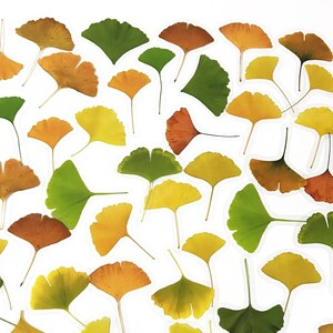 40 Stück Ginkgo Blatt klare Aufkleber, journal, Junk Journal Kit, Harz, Blatt, Herbst, Herbst, Saison, Ginkgo Blätter, Orange, Wald