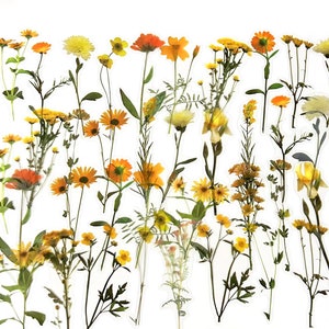 40 Stück gelbe Blumen klare Aufkleber, Floral klare Aufkleber, journal, Junk Journal Kit, Blätter, Gänseblümchen, Botanicals, Sonnenblumen, Blatt