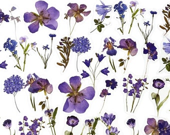 Op de afbeelding: Een verzameling geperste paarse bloemen en bladeren, perfect voor knutselen of scrapbooking. De bloemen omvatten verschillende soorten, zoals klokjes, vergeet-me-nietjes en geraniums.