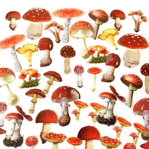 40 Stück Pilz klare Aufkleber, Scrapbook, Junk Journal Kit, Journal Ephemera, journal, Wald, Woodland, Knopf Pilz,Fungi,Garten
