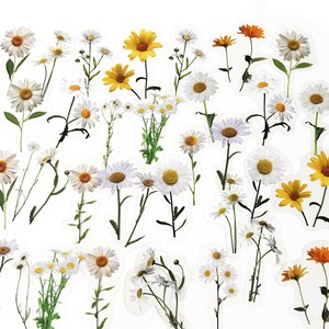 40 Stück Gänseblümchen Blumen Klare Aufkleber, Blumen Klare Aufkleber, Journal, Journal Ephemera Floral, Gänseblümchen, Weiß, Gelb, Stiel, Florist