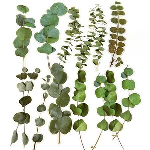 20 Stück Eukalyptus Blatt Große klare Aufkleber, Botanicals, Scrapbook, Junk Journal Kit, Journal Ephemera, Garten, Eukalyptusblätter, Sprig