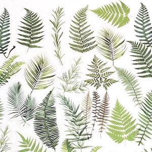40 Stück Grüne Blätter Klare Aufkleber, Klare Blatt Aufkleber, Filofax Aufkleber, Schrott Buchung, Journal Aufkleber, Botanicals, Pflanze, Farne