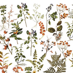 40 Stück Botanicals Clear Sticker, Blätter klar Aufkleber, Scrap-Buch, Journal, Ephemera, Garten, Blatt, Natur, Pflanzen, Obst, Farne