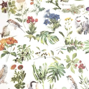60 Stück Vögel Washi Aufkleber, Floral Sticker, Junk Journal Kit, Ephemera, Nature Collection, Garten, Botanicals, Monstera Blatt, Tropischer Sommer