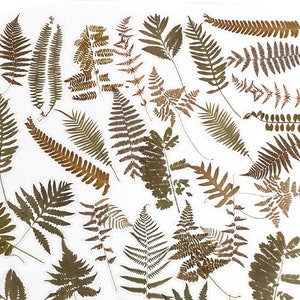 40 Stück Farn Blätter Klare Aufkleber, Blatt Klare Aufkleber, Junk Journal Kit, Scrapbook, Journal, Garten, Natur, Farne, Botanicals, Greenery