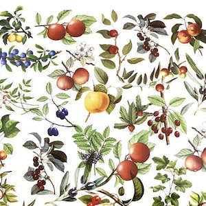 40 Stück Früchte klare Aufkleber, Botanicals, Junk Journal, Scrapbooking, Journal Aufkleber, Journal Ephemera, Blätter, Beeren, Pfirsich