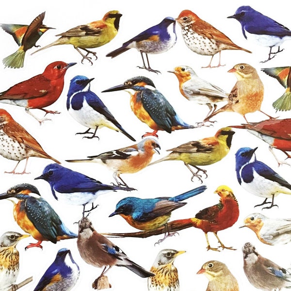 30 Pcs Birds Clear Sticker, Colorful Birds PVC Sticker Pack, Scrapbook, journal, Junk Journal, Feathers, Wings, Fly