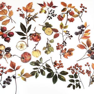 40 Stück Botanicals Klare Aufkleber, Getrocknete Blumen, Scrapbook Aufkleber, Junk Journal Kit, Ephemera, Garten, Blätter, Kiefernzapfen, Eichel, Herbst Herbst