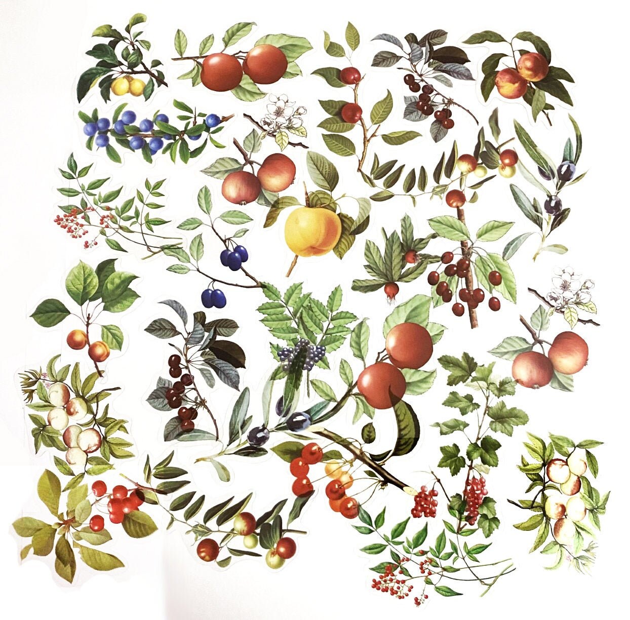 40 Pcs Fruits Clear Sticker, Botanicals, Junk Journal, Scrap booking, journal Sticker, Journal Ephemera, Leaves, Berries, Peach