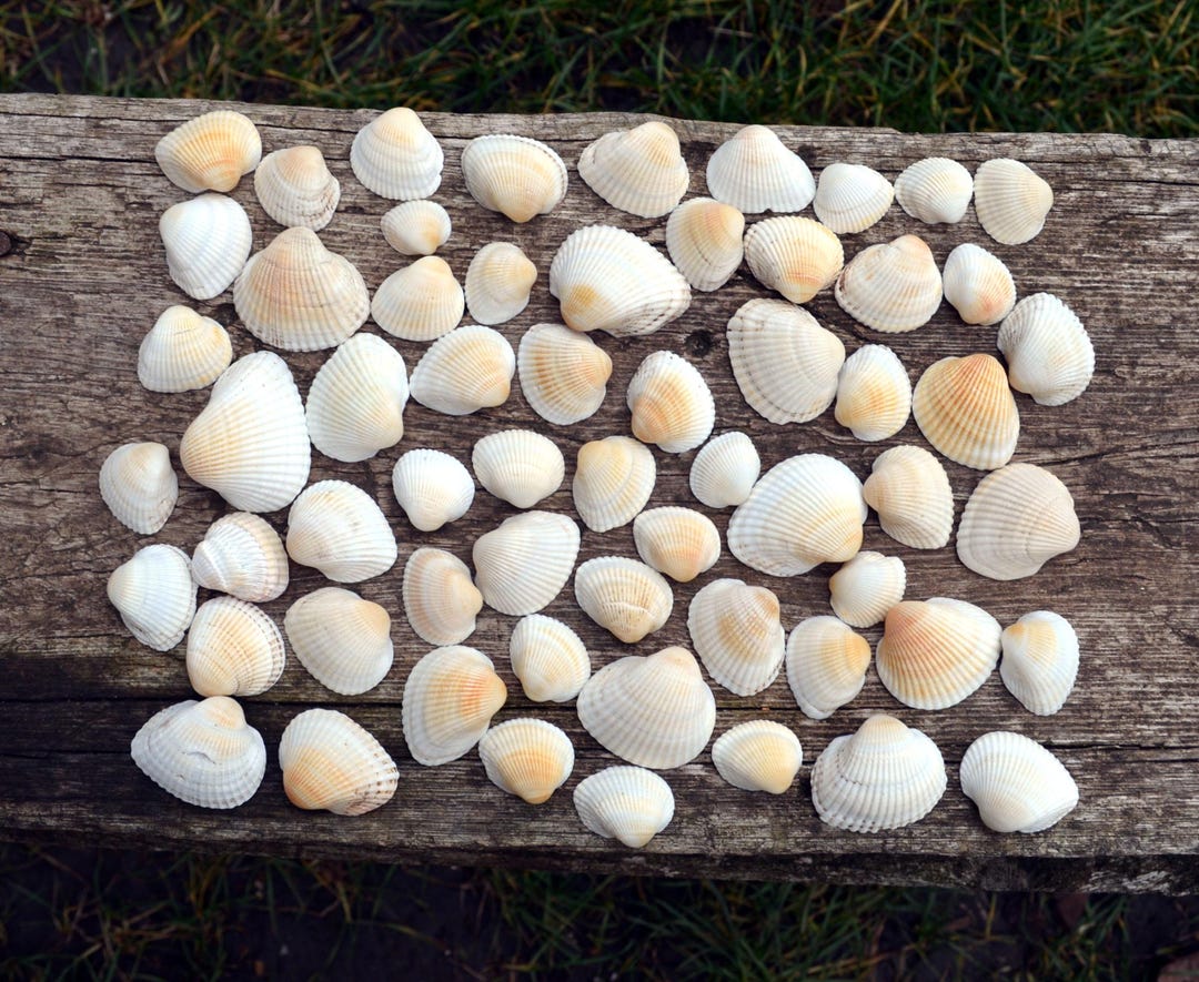 Sun-bleached Cockle Shells: Beach Coastal Decor, Craft Supply (set of ...