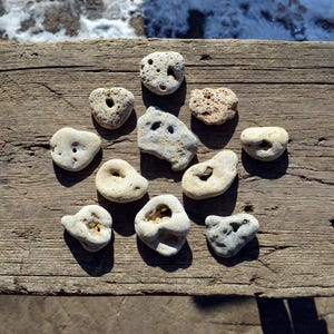 May include: A collection of light-colored, weathered stones with holes, arranged on a weathered wooden surface. The stones vary in size and shape, with a mix of smooth and textured surfaces. The natural light highlights the details of the stones.
