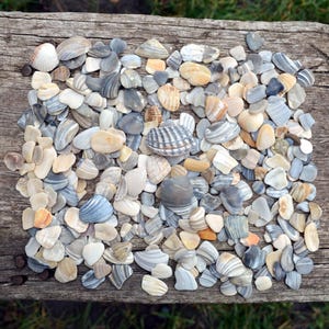 Genuine Seashell Fragments: Natural Beach Decor, Jewelry Supplies (9.59oz