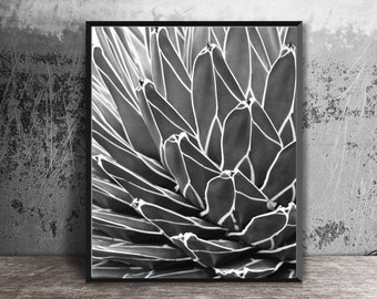 Botanical Print, Succulent Photo, Black and White, Agave Picture, 16x20 Photography, Nature Abstract, Home Decor, Southwest Art, Wall Art