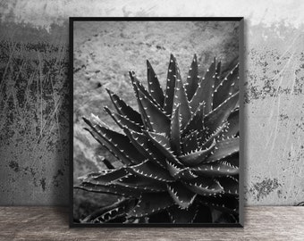 Botanical Print, Agave Picture, Succulent Plant, Photo Print, Black and White, Southwest Art, Nature Photography, Wall Art, 16x20 Home Decor