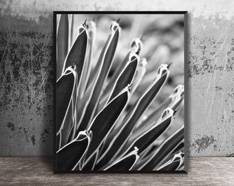 Agave Picture, Photo Print, Black and White, Succulent Picture, Nature Abstract, Nature Photography, Modern Decor, Southwest Art, 16x20 Art