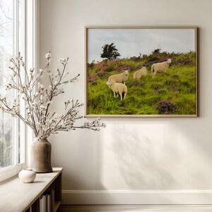 Sheep in Heather, Scotland Photo, Isle of Skye, Photo Print, Scottish Sheep, Sheep Grazing, Scotland Scenes, Scottish Landscape, Photo Art image 2