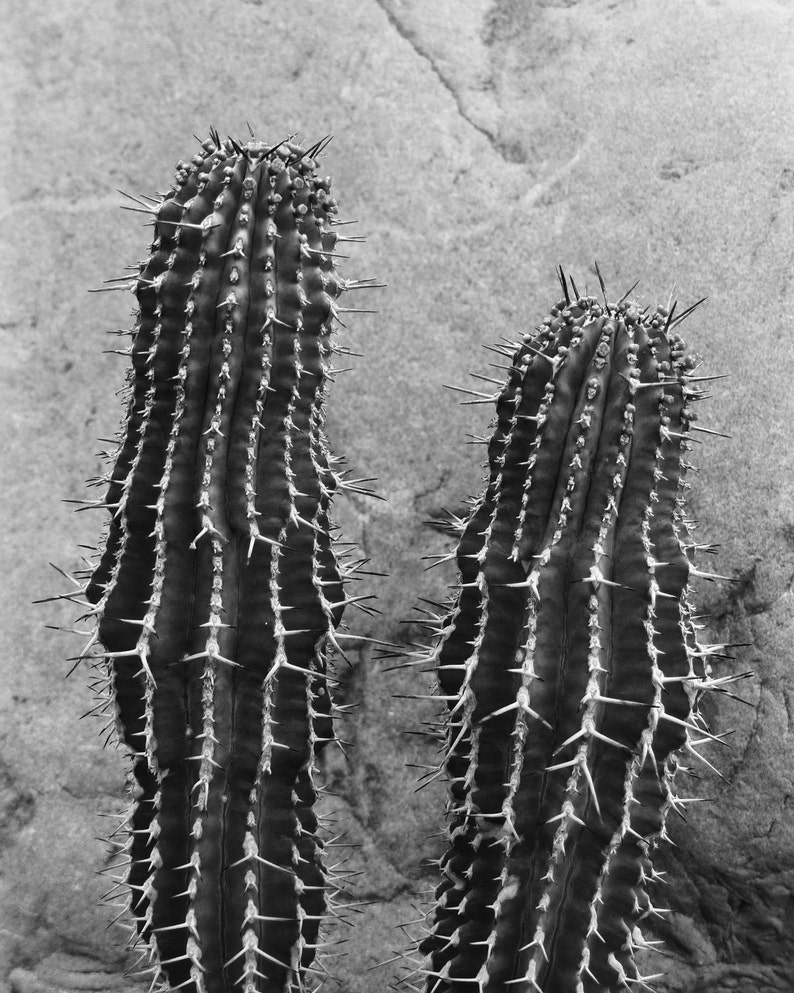 Cactus Wall Art Photo Print Cactus Picture Black and White Etsy