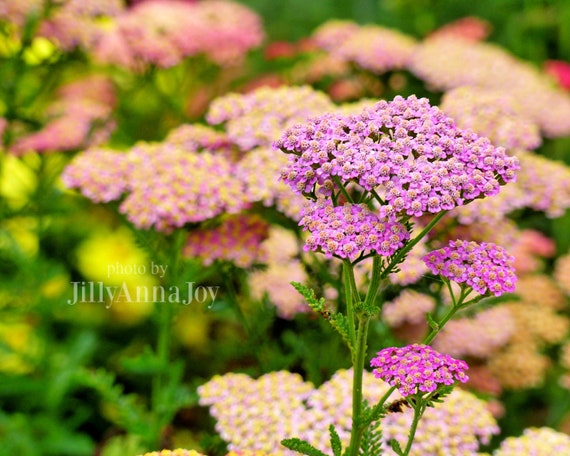 Coral Pink Yarrow, Yarrow Flowers Photo, Pop of Color, 16x20