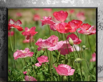 Pink Poppies Wall Art, Nursery Decor, Texas Spring Flowers Wall Decor, Field of Flowers on Canvas, Botanical Wall Art, August Birthday Gift