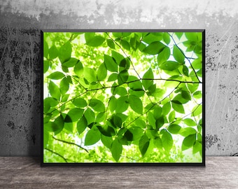 Tree Canopy Wall Art, Sunlight Through Leaves Photo Print, Forest Greenery Decor, Nature Photography, Modern Farmhouse Print