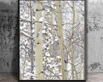 Aspen Tree Trunks in Winter, Nature Photography, Colorado Wall Art, Aspen Tree Photography, Mountain Decor, Photo Print, White Birch Photo