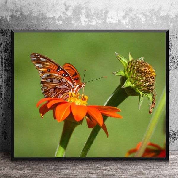 Orange Butterfly Nature Photography, Garden Photo Floral Art, Sunroom Decor, Gulf Fritillary, Southern Nature Decor, 16x20 , Kids Room Print