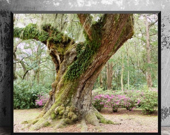 Louisiana Nature Photography, Live Oak Tree Photograph, Louisiana Southern Decor, Photo Art Print, Wall Art, Cajun Country, Avery Island LA