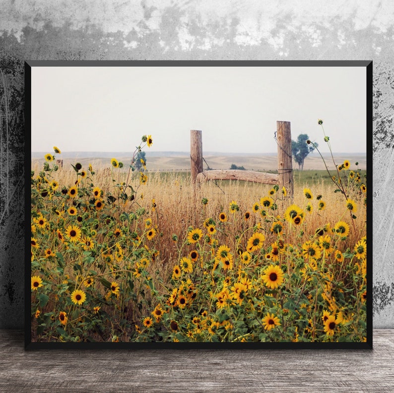 Field of Sunflowers Wall Art, Canvas Wrap Wall Decor, Sunflower Decor Metal Print, Landscape Photography, Farmhouse Home Decor image 1