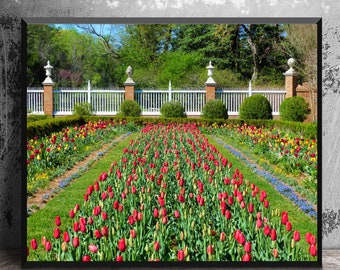 Governor's Palace Gardens Colonial Williamsburg, Nature Photography, Spring Tulips, Williamsburg Wall Art, Colonial Decor, Old Williamsburg