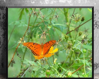 Gulf Fritillary Butterfly on Bright Green Foliage, Orange Butterfly, Nature Photography, Garden Decor, 16x20 Butterfly Wall Art