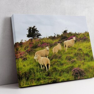 Sheep in Heather, Scotland Photo, Isle of Skye, Photo Print, Scottish Sheep, Sheep Grazing, Scotland Scenes, Scottish Landscape, Photo Art image 6